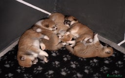 Akita Inu cani in vendita: CUCCIOLI AKITA Lombardia prenotazioni disponibili a Province of Como - Immagine 7
