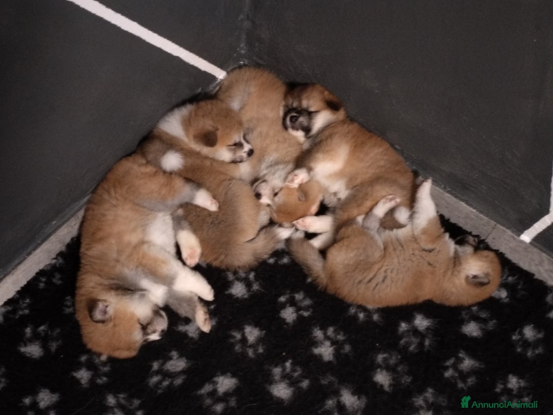 Akita Inu cani in vendita: CUCCIOLI AKITA Lombardia prenotazioni disponibili a Province of Como - Immagine 7