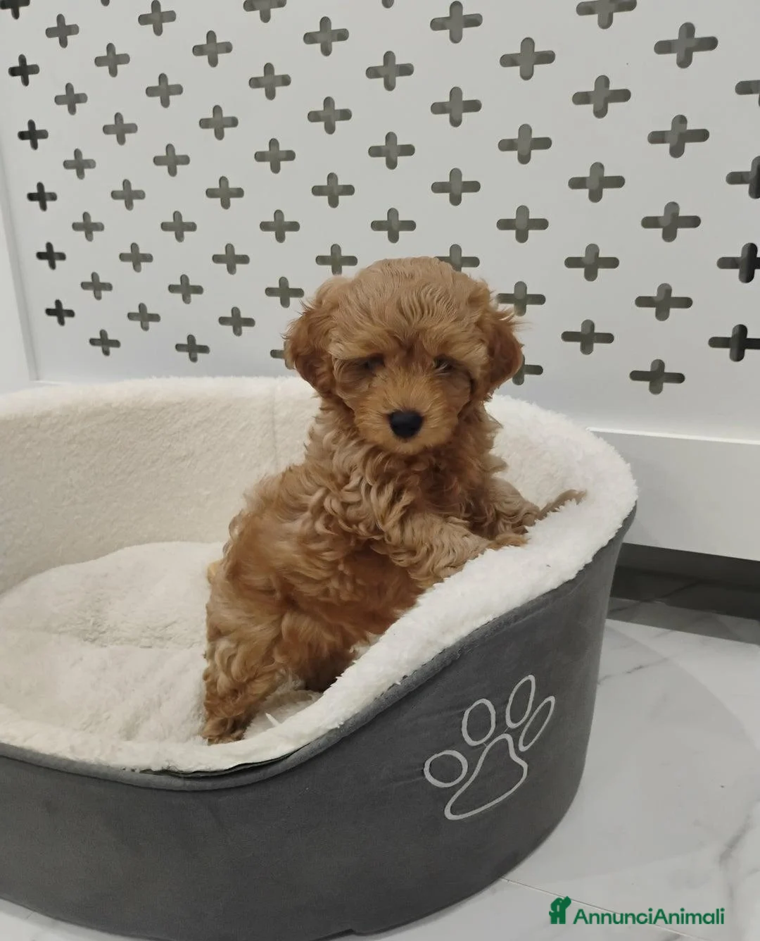 Meticcio cani in vendita: Cucciolata di 4 maschietti di Maltipoo - Annuncio 12