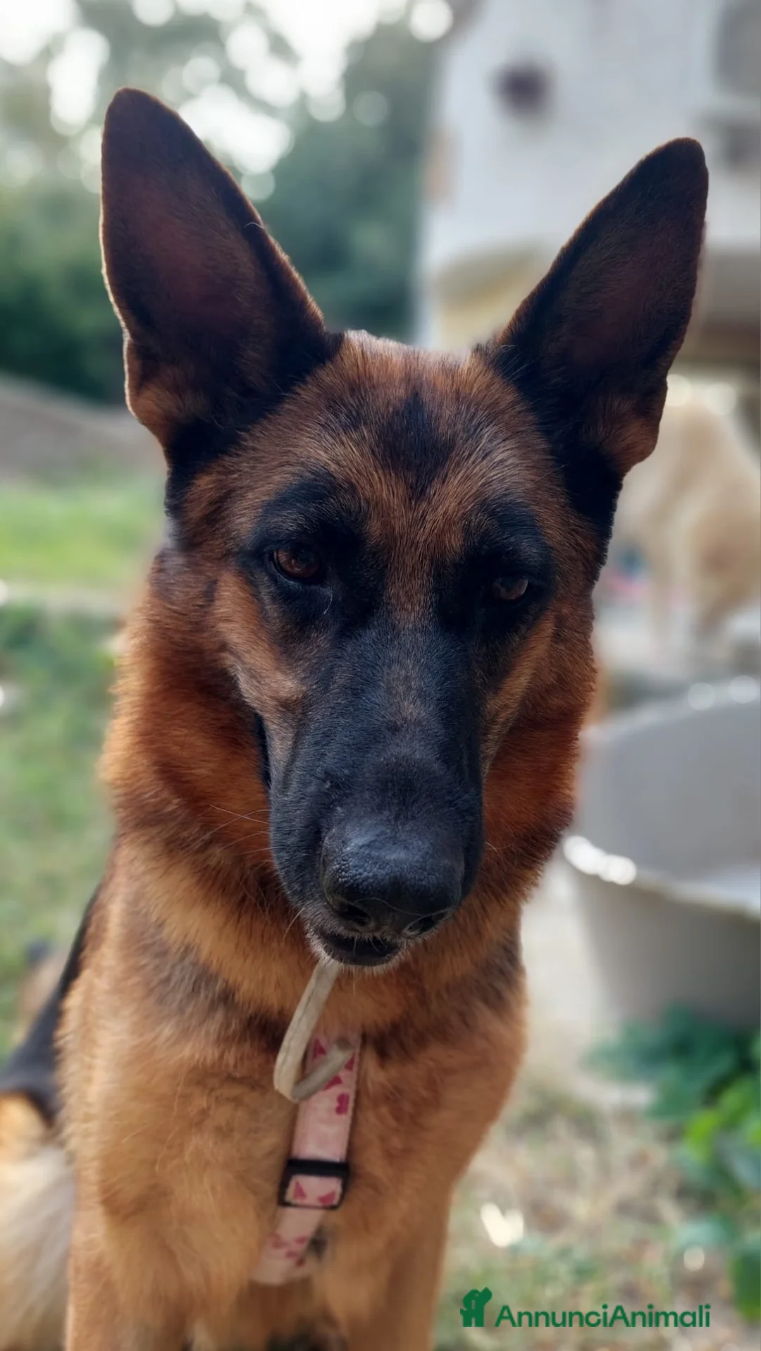 Pastore Tedesco cani in regalo: Portate a casa Kikka ♥️  - Annuncio 1