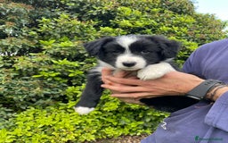 Bearded Collie cani in vendita: Cuccioli Border Collie cercano Famiglia a Provincia di Treviso - Immagine 16