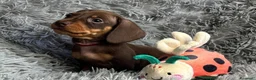 Bassotto cani in vendita: Bassotti Nani  - Annuncio 10
