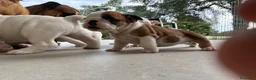 Bulldog cani in vendita: Cuccioli Bulldog Inglese con Pedigree - Annuncio 18