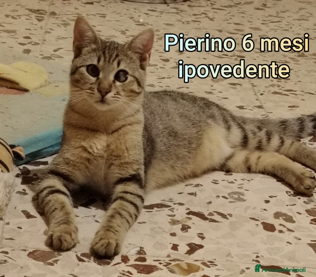 Altre razze gatti in regalo: TANTI MICINI SOLI  - Annuncio 6