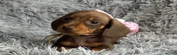 Bassotto cani in vendita: Bassotti Nani  - Annuncio 1