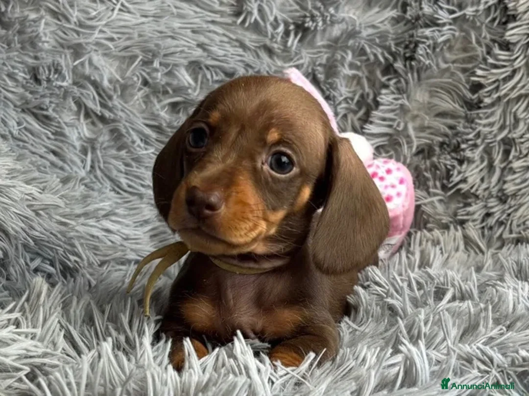 Bassotto cani in vendita: Bassotti Nani  - Annuncio 1
