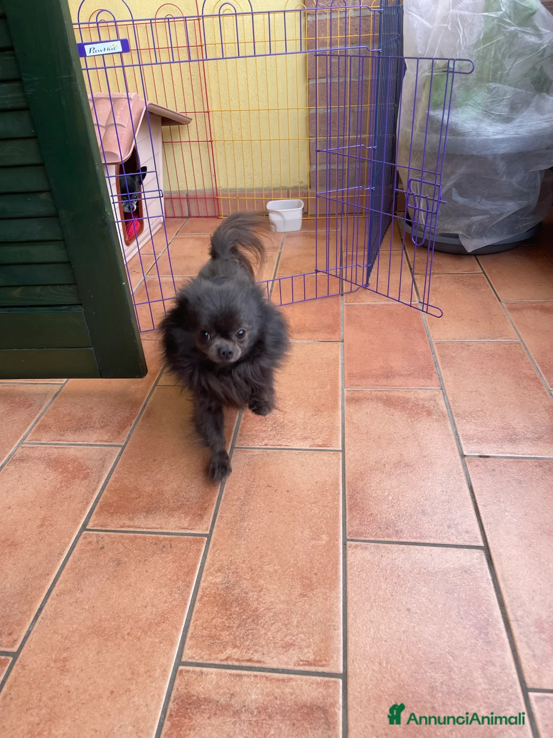 Chihuahua cani in vendita: Chihuahua maschio - Annuncio 9