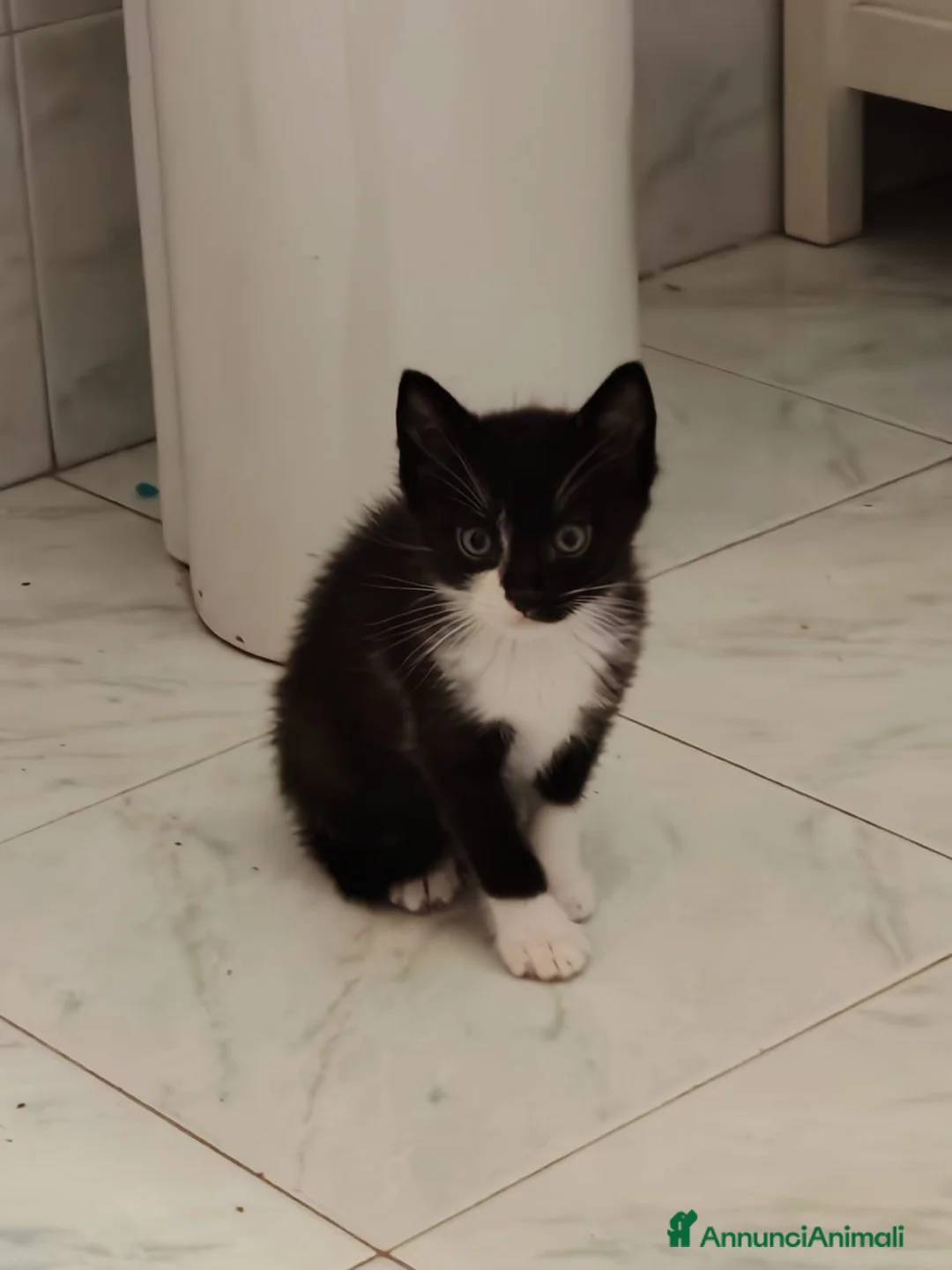 Meticcio gatti in regalo: Margot e Lupin, 1 mese e mezzo mici cercano casa  - Annuncio 2