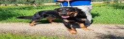 Hovawart cani in regalo: Noir, fiero ed elegante - Annuncio 4