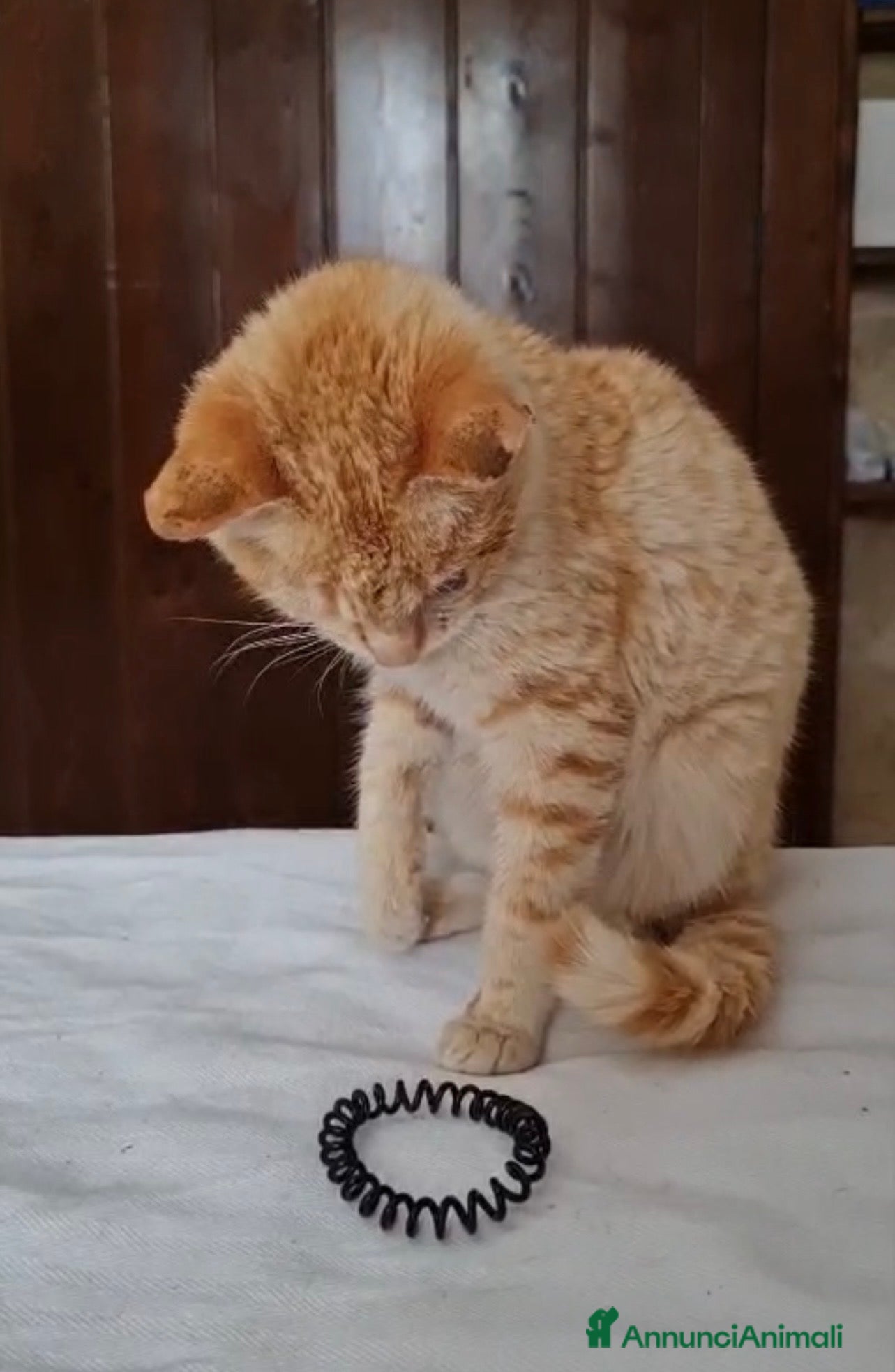 Europeo gatti Nike dolcissima micina rossa - Annuncio 2