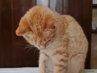 Europeo gatti Nike dolcissima micina rossa - Annuncio 3