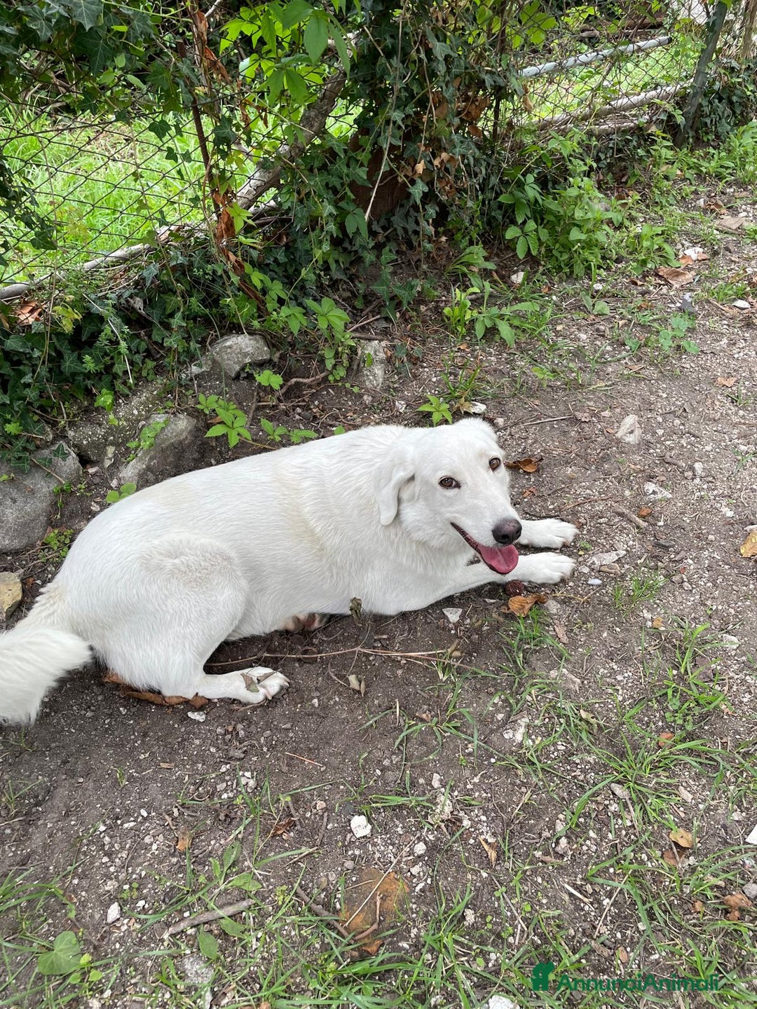 Meticcio cani in regalo: IL DOLCISSIMO CESARE - Annuncio 5