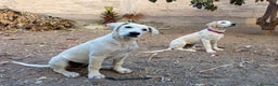 Meticcio cani in regalo: Fratello/sorella 7mesi URGENTE STALLO!!SICILIA SOA - Annuncio 6