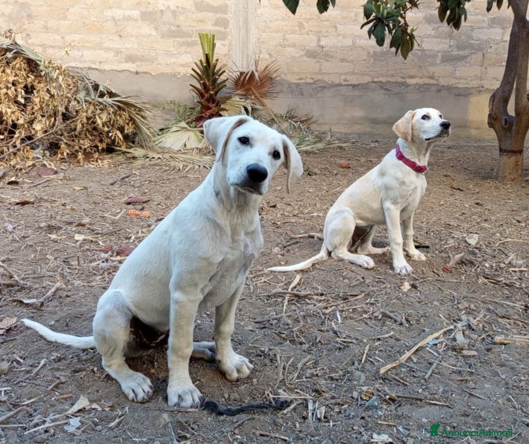 Meticcio cani in regalo: Fratello/sorella 7mesi URGENTE STALLO!!SICILIA SOA - Annuncio 6