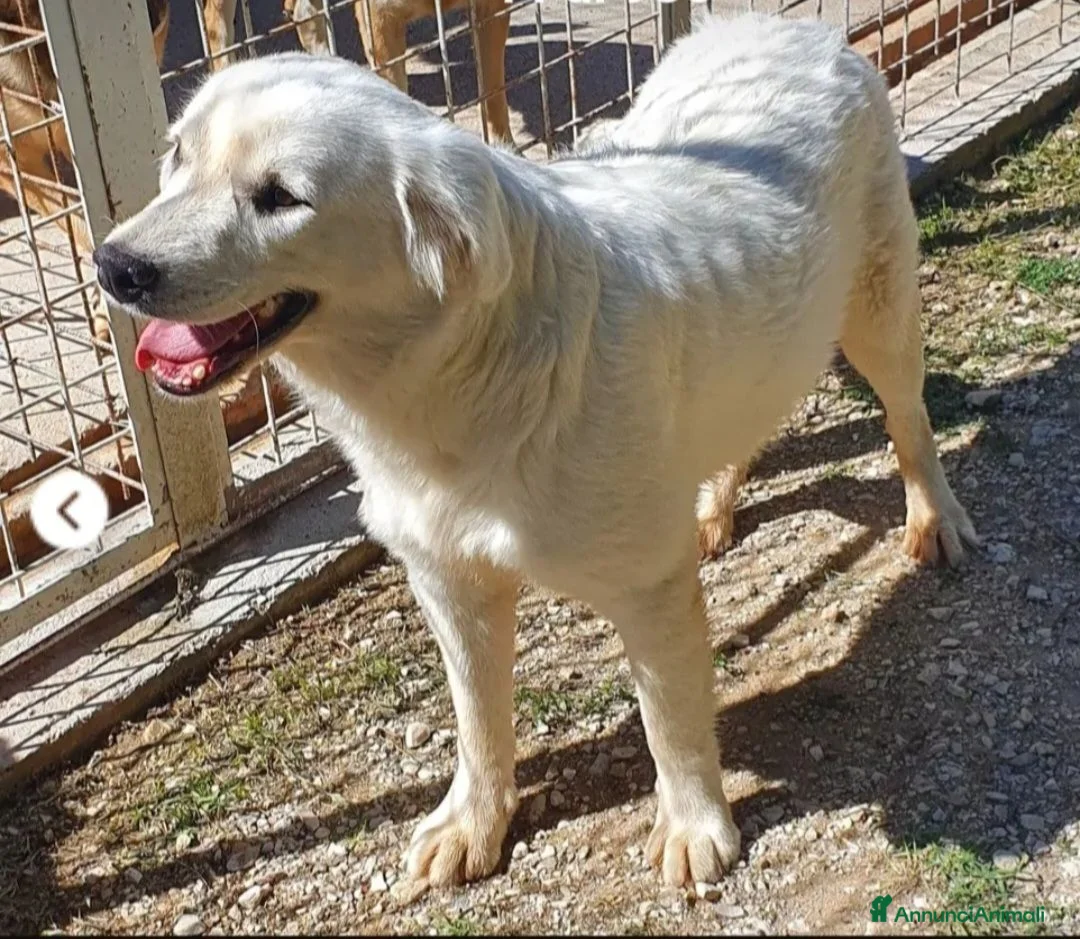 Meticcio cani in regalo: Bianca 12/14mesi meraviglia cresce in canileMOLISE - Annuncio 2