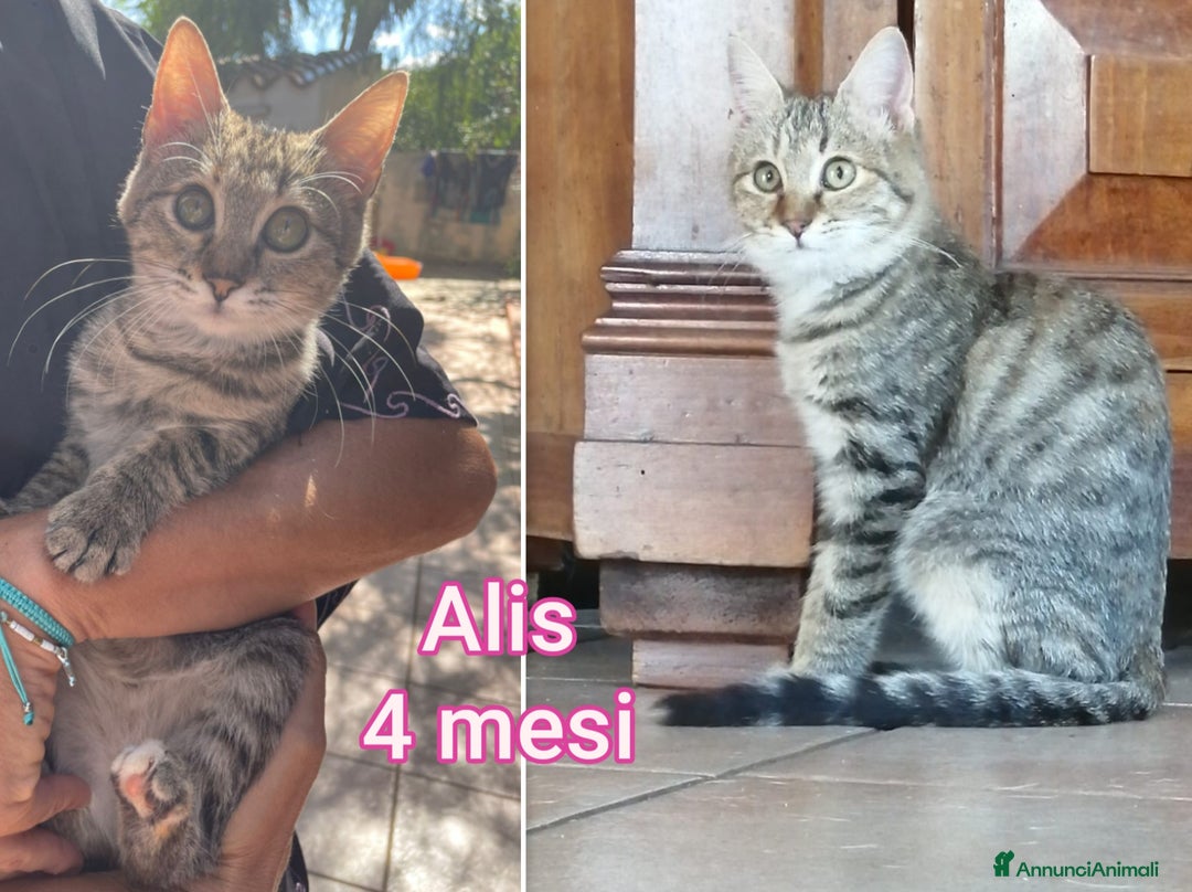 Altre razze gatti in regalo: MICINI: TEMPO SCADUTO!!! - Annuncio 8