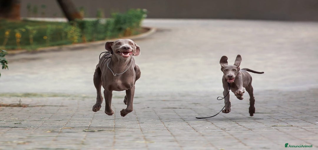 Immagine della galleria {{count}}