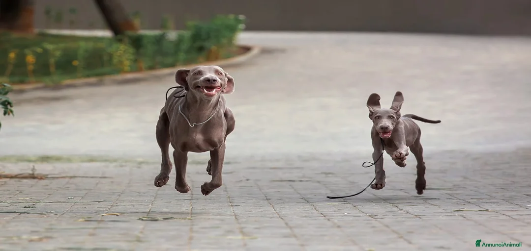 Immagine della galleria {{count}}