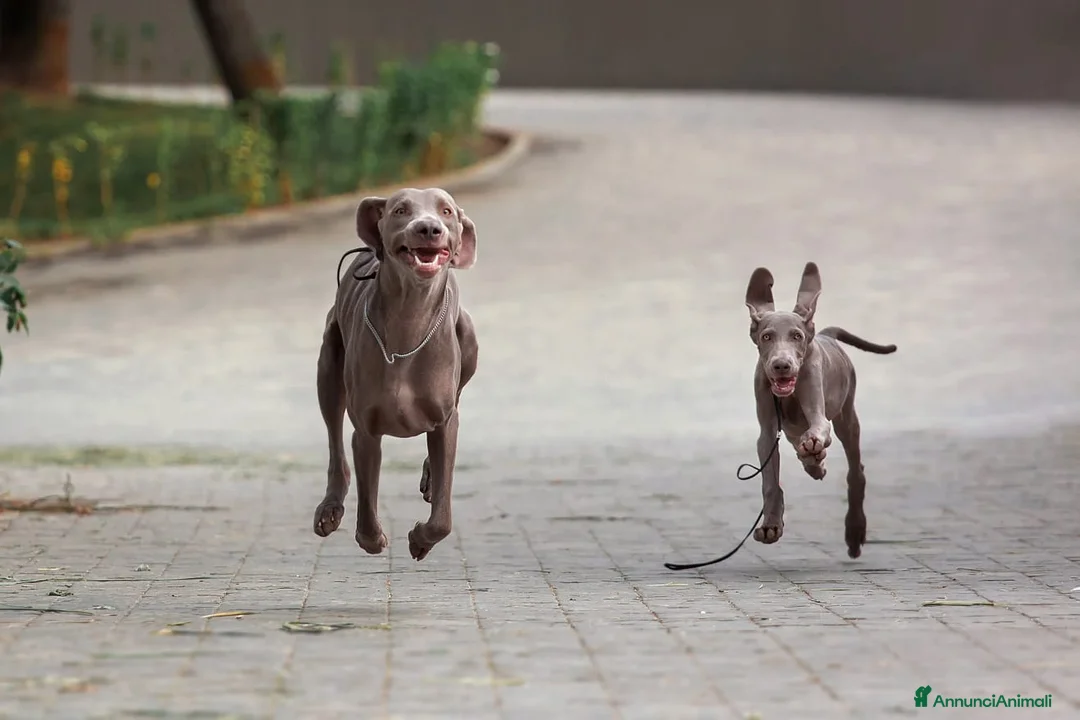 Immagine della galleria {{count}}