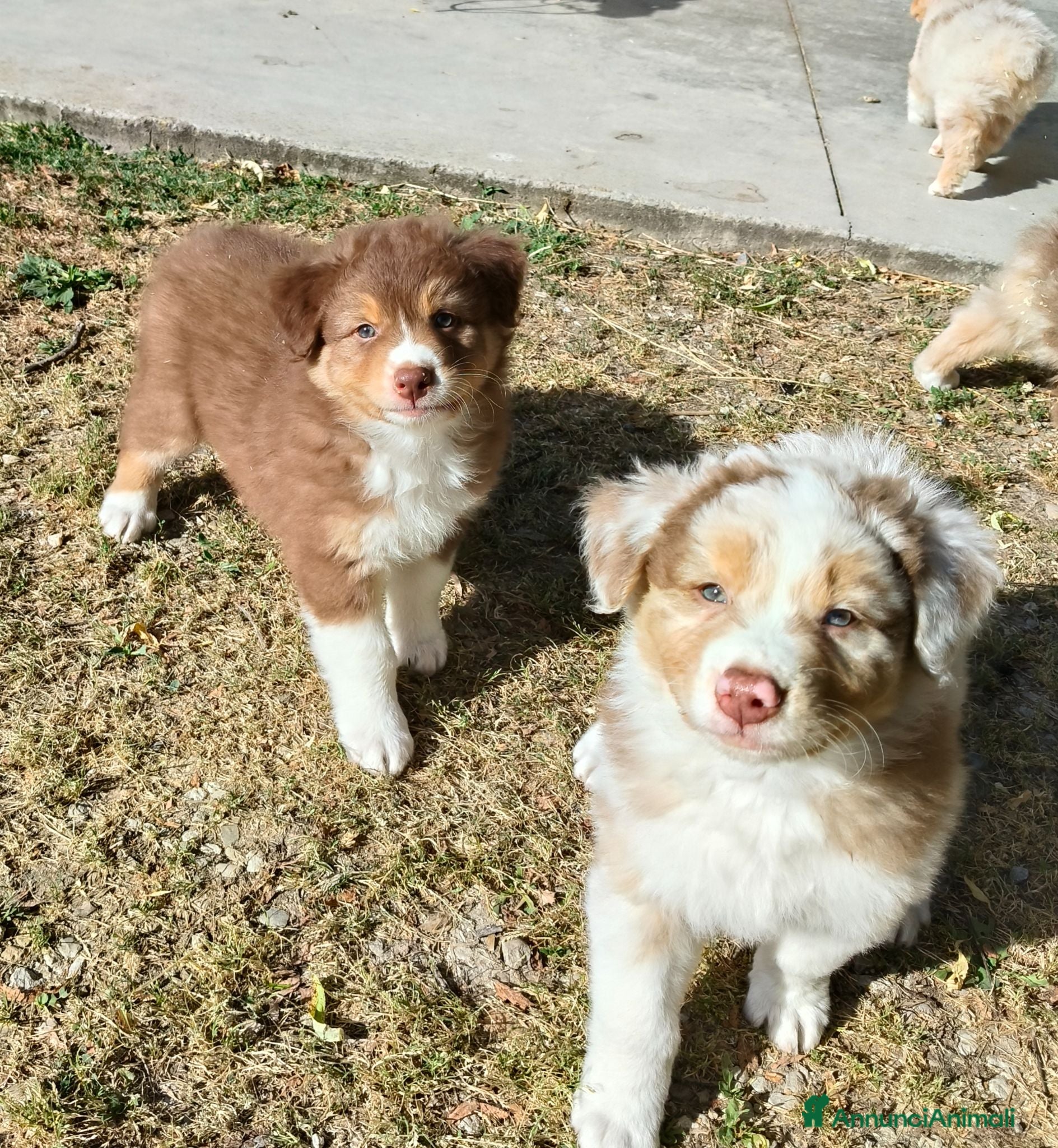 Australian Shepherd cani Cuccioli Australian Shepherd con pedigree  - Annuncio 3