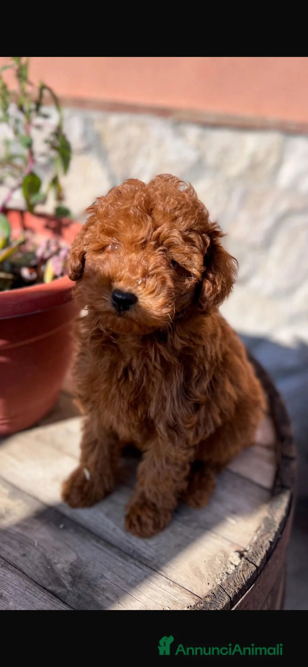 Barboncino Toy cani in vendita: Barboncino toy - Annuncio 1