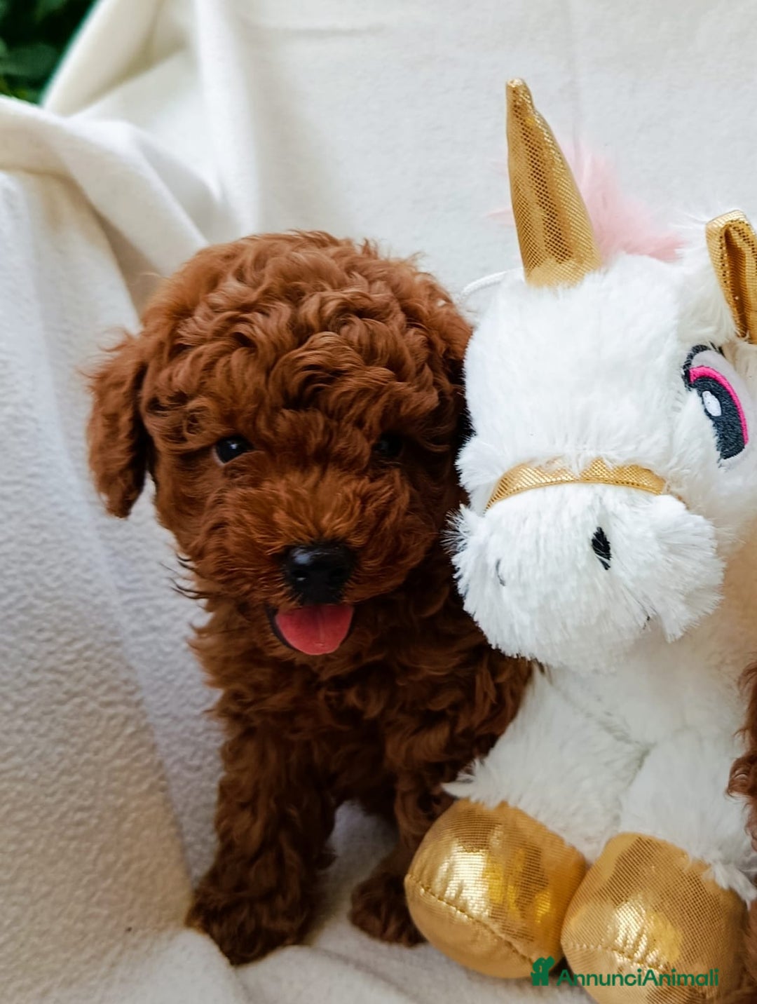 Barboncino cani in vendita: Barboncini Nani disponibili con Pedigree ENCI  - Annuncio 21