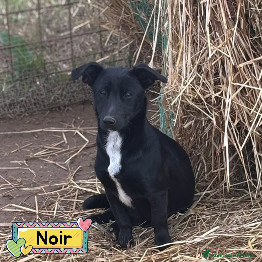 Altre razze cani NOIR dolce cagnolina taglia piccola cerca casa - Annuncio 8