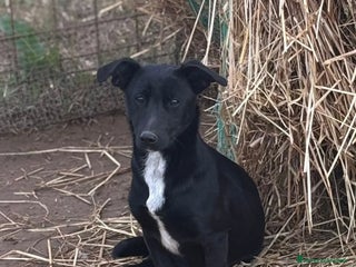 Altre razze cani NOIR dolce cagnolina taglia piccola cerca casa - Annuncio 1