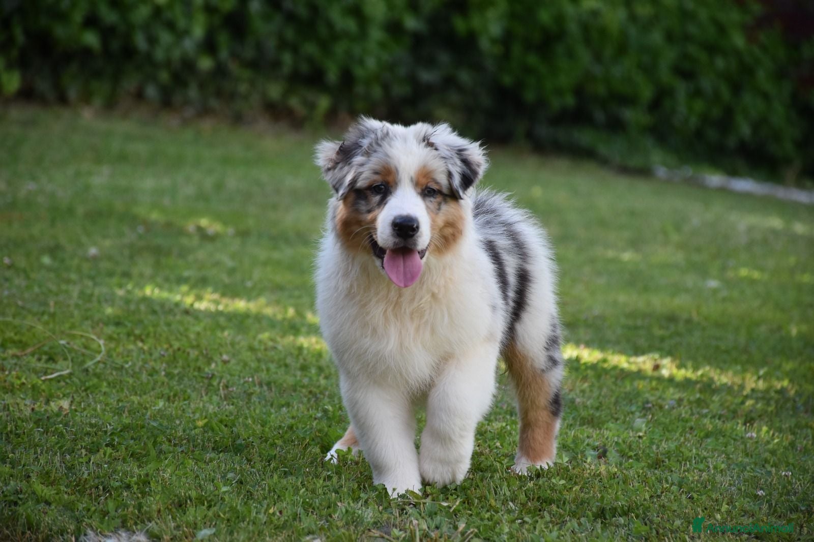 Australian Shepherd cani Cucciolo Australian sheperd - Pastore Australiano - Annuncio 3