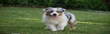 Australian Shepherd 1