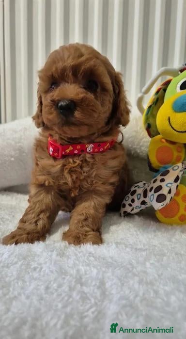 Maltipoo cani in vendita: Adorabili Cuccioli di Maltipoo F1b - Annuncio 18