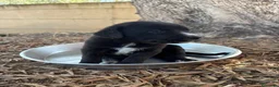 Meticcio cani in regalo: REGALASI CUCCIOLI FUTURA TAGLIA MEDIA a Provincia di Taranto - Annuncio 6