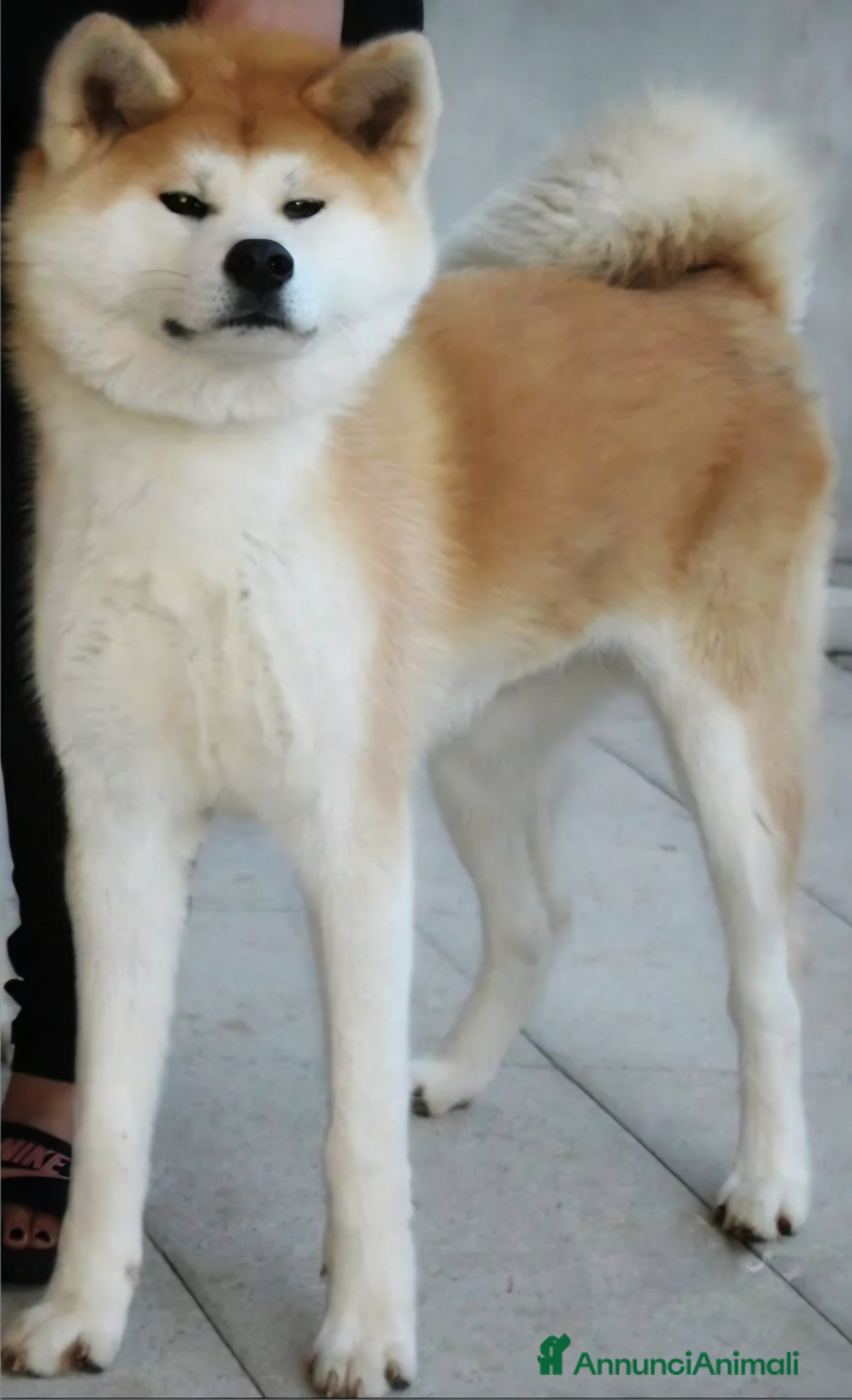 Akita Inu cani Cuccioli akita Inupelo lungo  - Annuncio 1