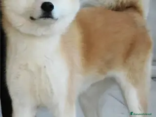 Akita Inu cani Cuccioli akita Inupelo lungo - Annuncio 1