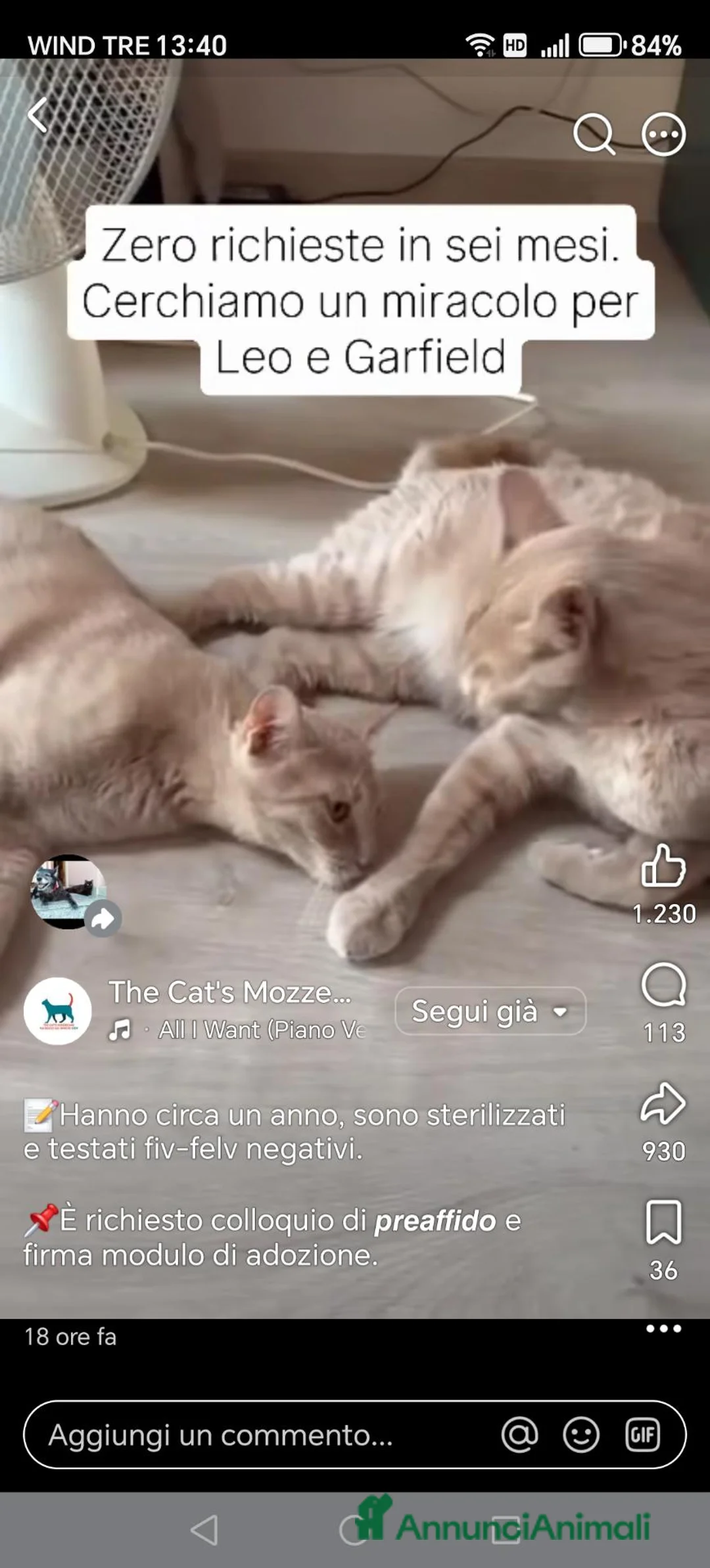 Europeo gatti in regalo: Per Leo e Garfield cerchiamo adozione di coppia  - Annuncio 2