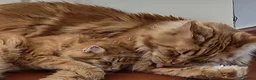 Maine Coon gatti in vendita: Cucciola Maine Coon con Pedegree - Annuncio 1