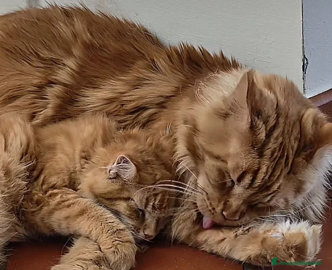 Maine Coon gatti in vendita: Cucciola Maine Coon con Pedegree - Annuncio 1