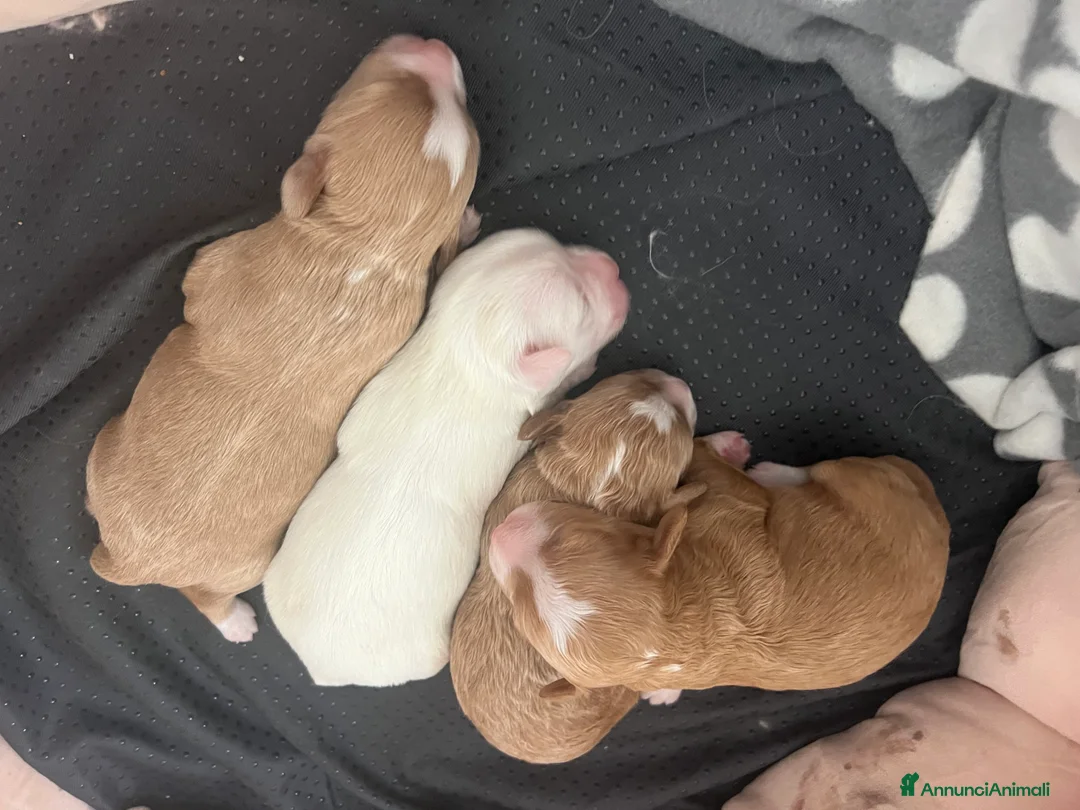 Maltipoo cani in vendita: MALTIPOO - Annuncio 7