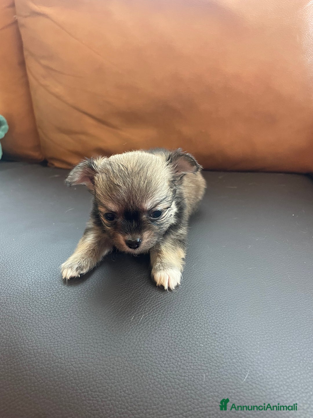 Chihuahua cani in vendita: Tre Cuccioli femmine - Annuncio 7