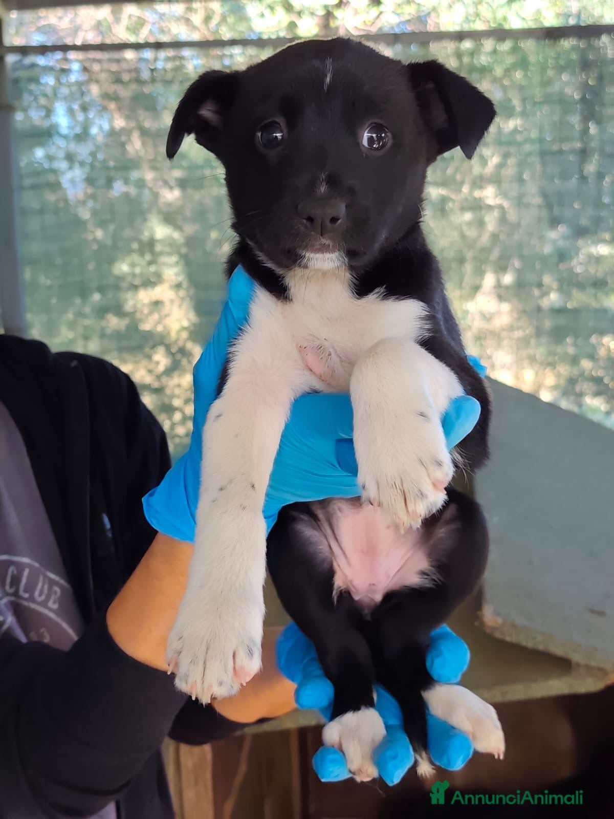Meticcio cani Charlotte dolcissima cucciola cerca casa - Annuncio 29