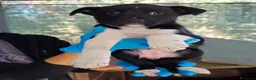 Meticcio cani in regalo: Charlotte dolcissima cucciola cerca casa - Annuncio 1