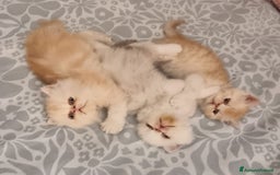 Persiano gatti in vendita: Splendidi cuccioli di gatto Persiano e Shorthair a Città Metropolitana di Cagliari - Immagine 4