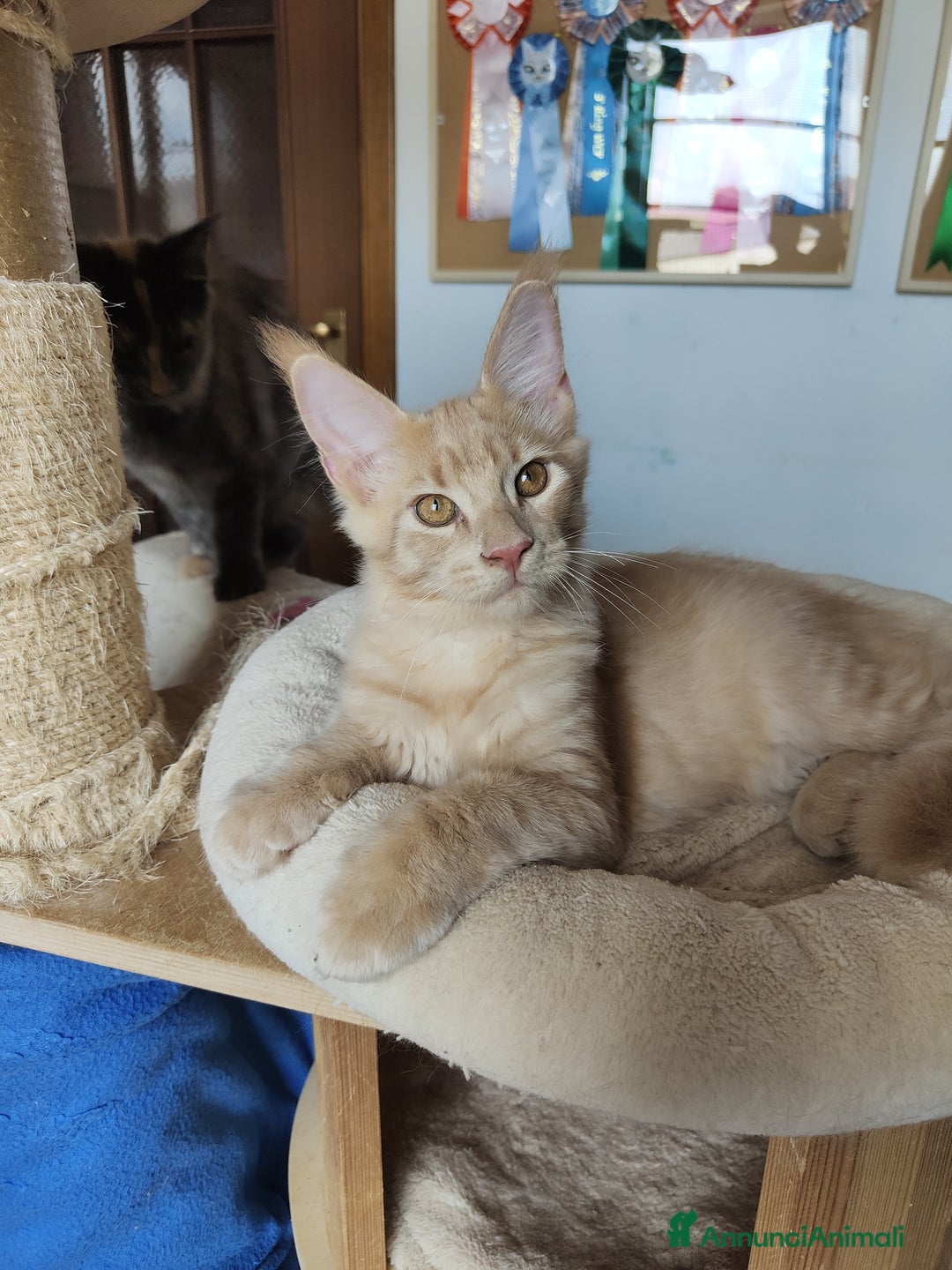 Maine Coon gatti in vendita: Cucciolo Maine Coon Maschio Crema - Annuncio 4