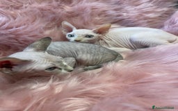 Sphynx gatti in vendita: Cuccioli di gatto shynx a Città metropolitana di Roma Capitale - Immagine 7