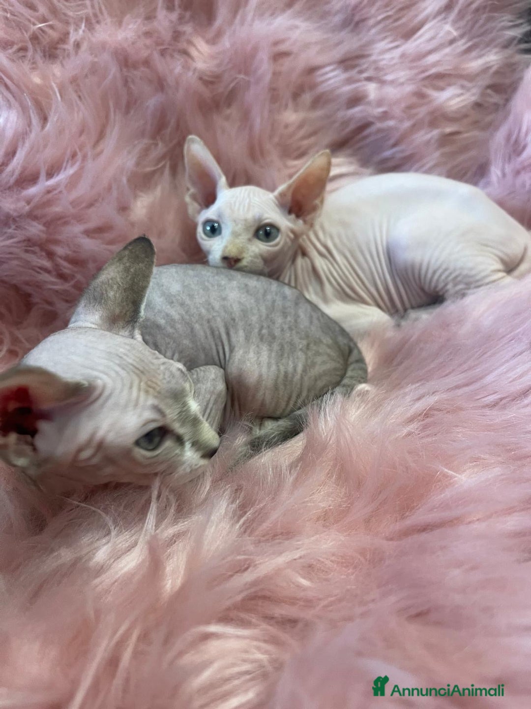 Sphynx gatti in vendita: Cuccioli di gatto shynx a Città metropolitana di Roma Capitale - Immagine 7