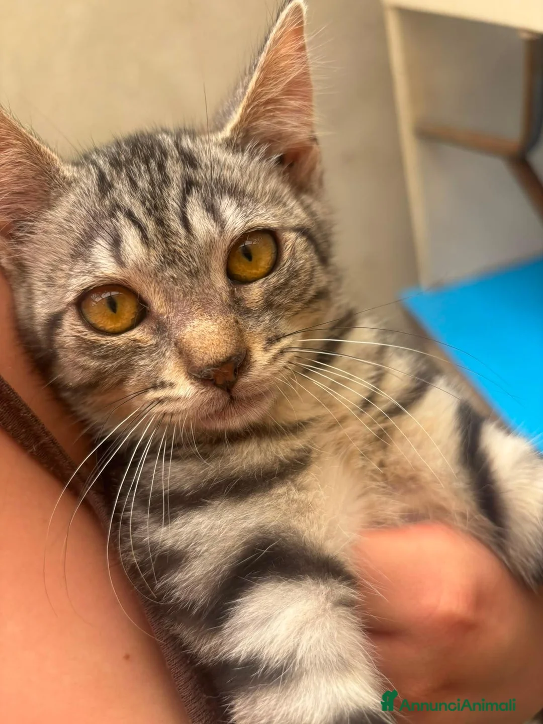 Europeo gatti in regalo: 2 gattini cercano casa - Annuncio 1
