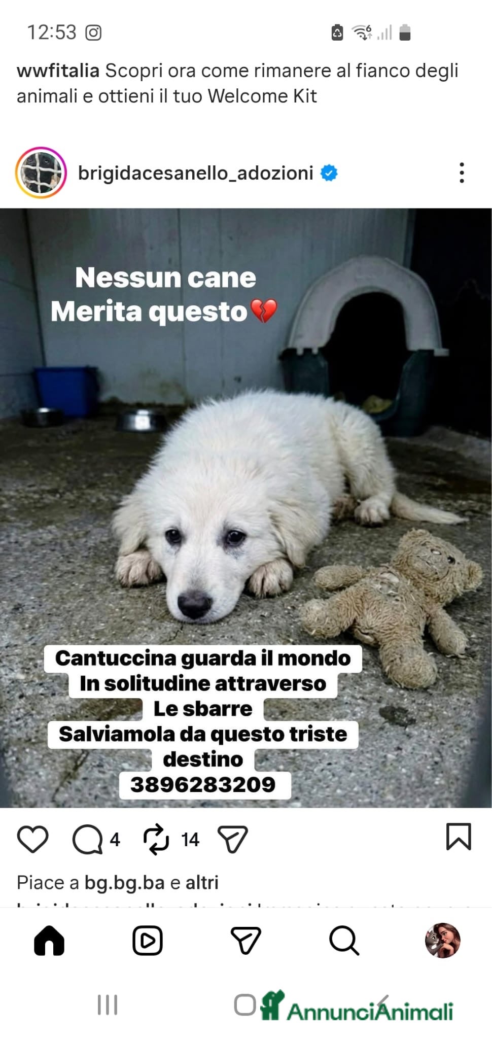 Meticcio cani ADOZ.DEL💔: guarda il mondo dalle sbarre, triste - Annuncio 8