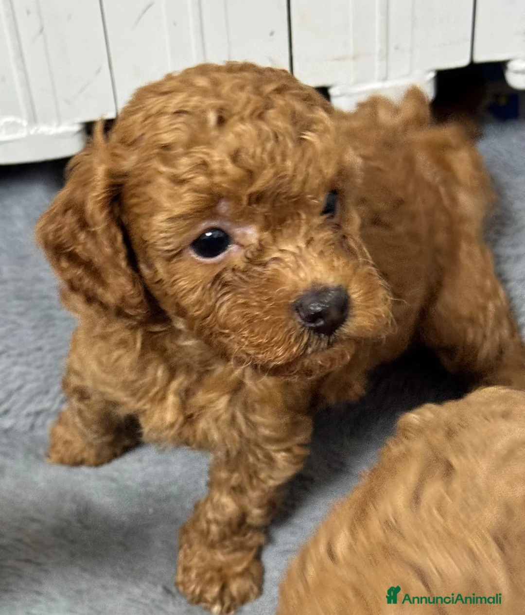 Barboncino cani in vendita: Barboncino  con Pedigree affare - Annuncio 2