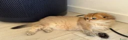 Scottish gatti in vendita: Scottish fold&straihgt - Annuncio 13