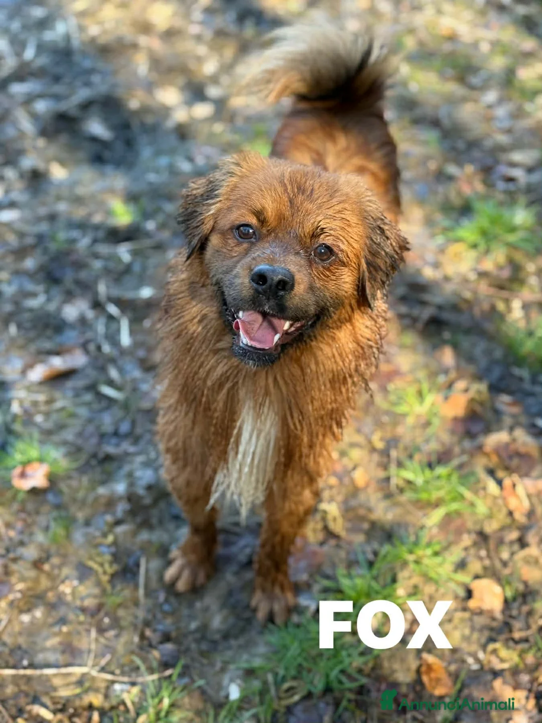 Meticcio cani in regalo: FOX, nanetto super simpatico cerca famiglia! - Annuncio 1